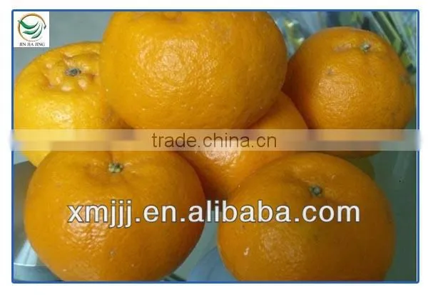 citrus fruits Orange Export Company
