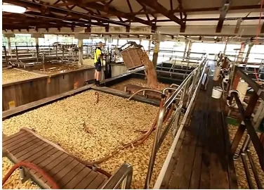 Ginger Juice Processing Line, Ginger Beater, Ginger Tea Ginger Powder Processing Line Ginger Peeler