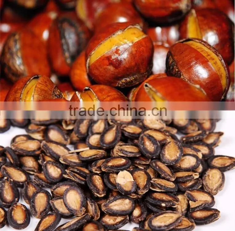 chestnut Pine Nut Opener equipment,Filbert nut opening machine,Walnut opening machine