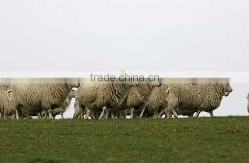sheep GPS tracking device,MT-60,waterproof