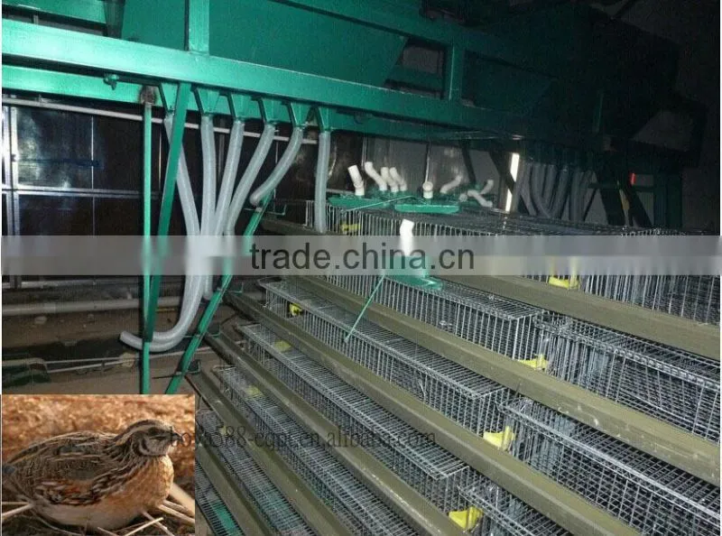 Quail Farm automatic drinker and feeder Equipment For Sale