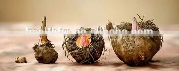konjac sponge Type and konjac Material konjac bath sponge