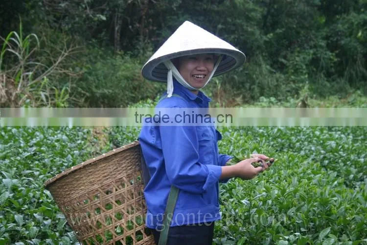 Vietnam famous natural GREEN TEA