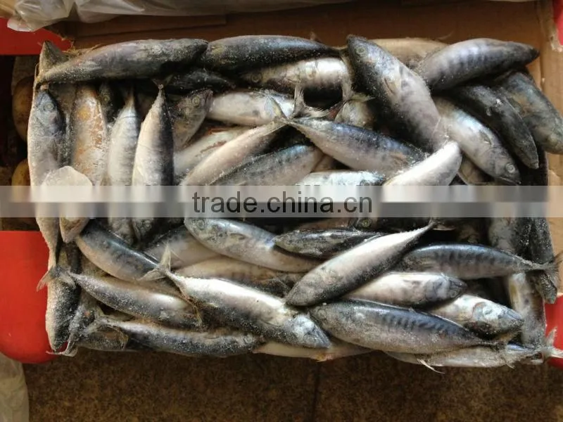 10-12pcs/kg Sea frozen bonito of top quality