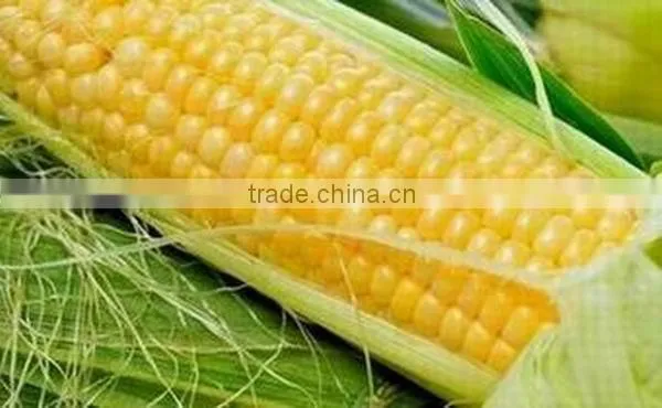 2016 biodegradable bag compostable disposable garbage bag with competitive price