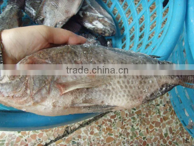 Cheap gutted scaled frozen tilapia