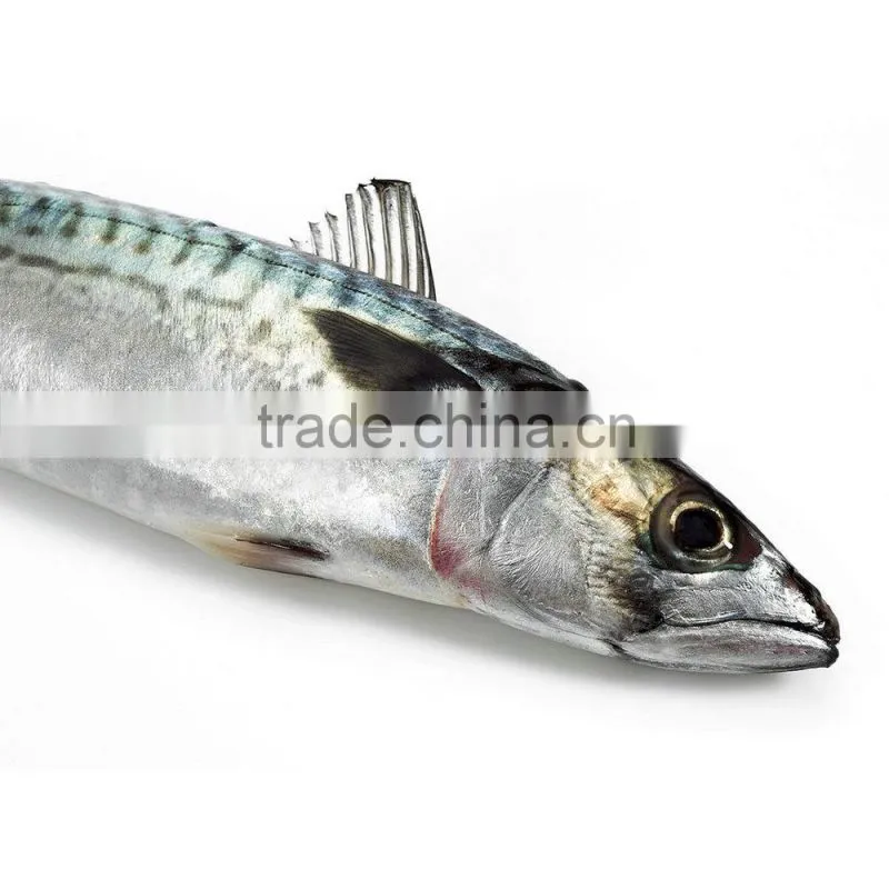 IQF spotted chub mackerel for sale