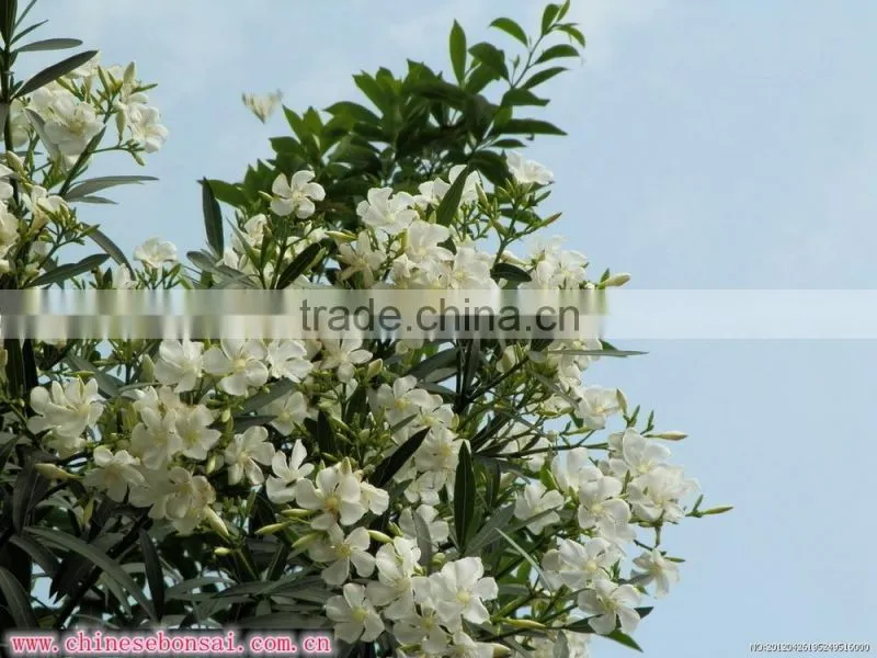 blooming Nerium indicum Milli of outdoor landscaping foliage decorative ornamental plants