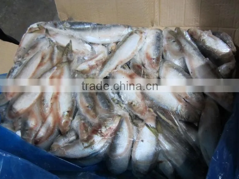 frozen sardine fish