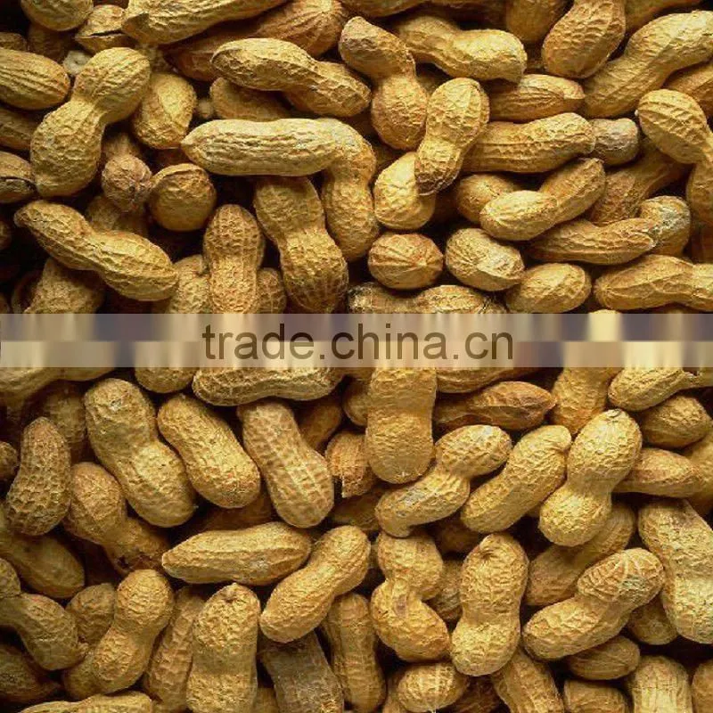 Roasted peanut in shell for sale