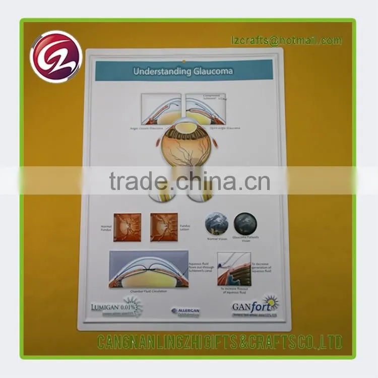 China factory custom anatomical medical chart