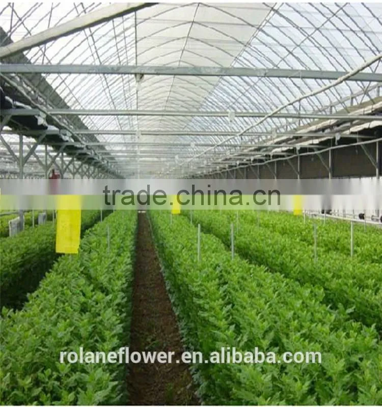 fresh cut Myosotis sylvatica flower to delivery everywhere
