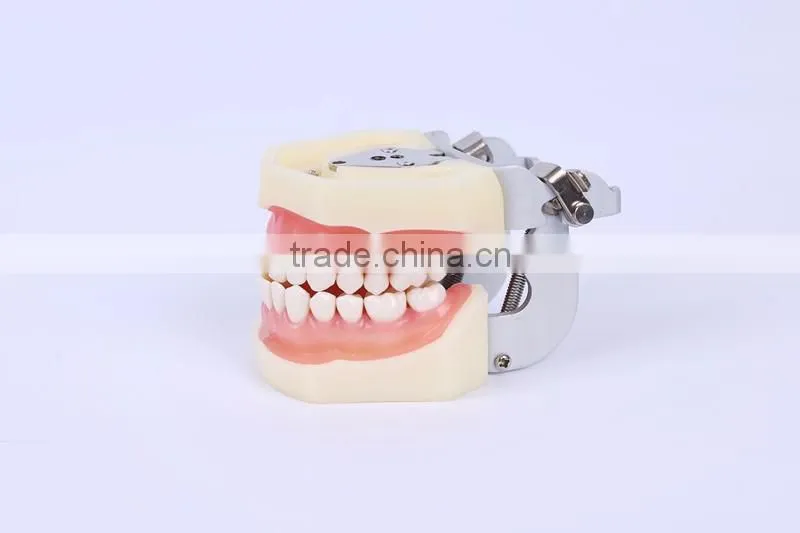 New Design Wholesale dental teaching model Standard Tooth Model of White Alundum Dentition Model