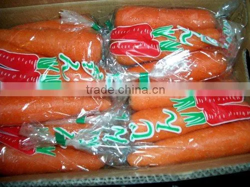 HOT HOT !!(XIAMEN)FARMLAND VEGETABLE OF CARROT IN CHINA