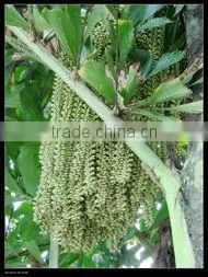 Cheap and better Agalwood Sepercritical co2 oil extraction