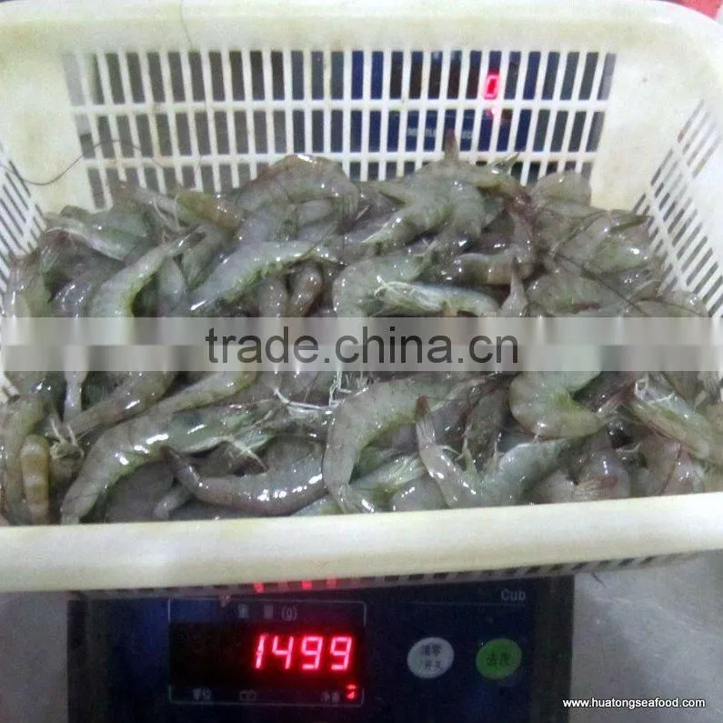 Frozen Vannamei Shrimp