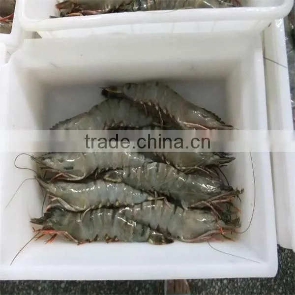 hgh quality frozen headless black tiger shrimp