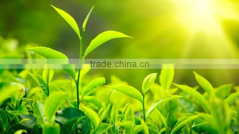 Chinese organic Green Tea loose leaf tea