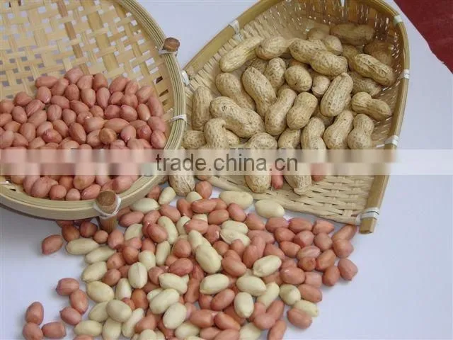 Chinese roasted peanut inshell