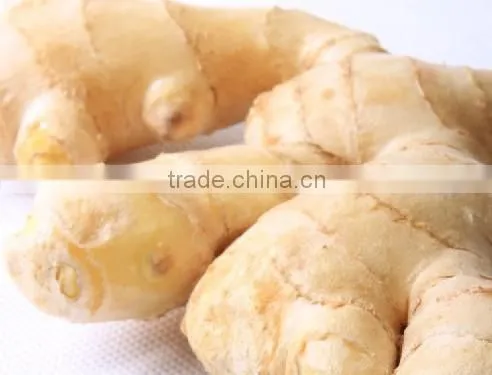 2015 new price of fresh ginger , ginger price , ginger