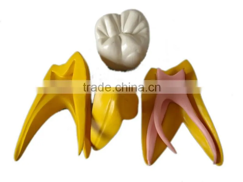 Dental 15 times permanent teeth decomposition model DEA-37
