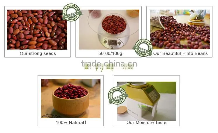China Origin Competitive Price British Red Kidney Bean