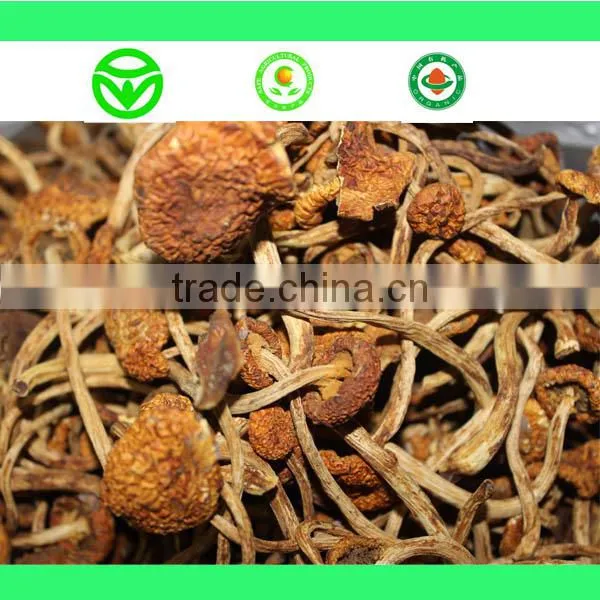 Farm Wholesale Dry Oyster Mushroom