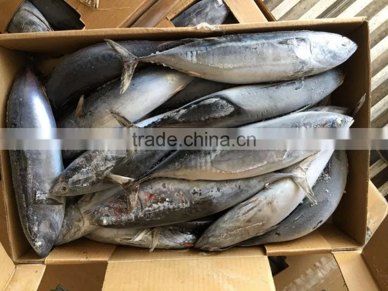 Top grade frozen pacific mackerel for sale