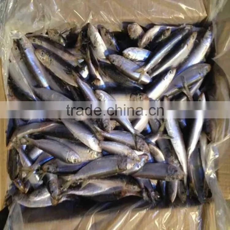 low price canned fish sardine frozen sardine for canning
