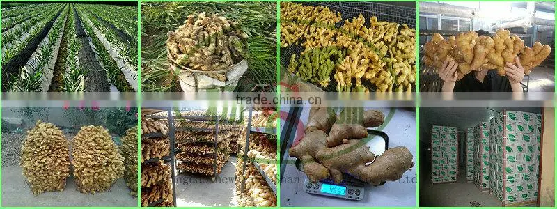 Fresh Ginger for china/Fresh Ginger