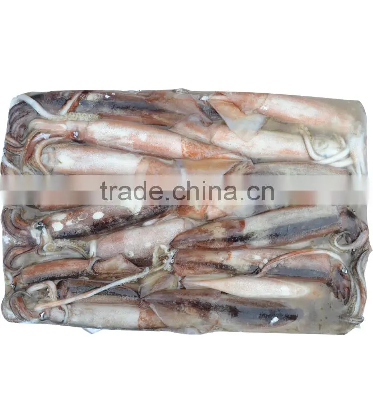 frozen squid whole