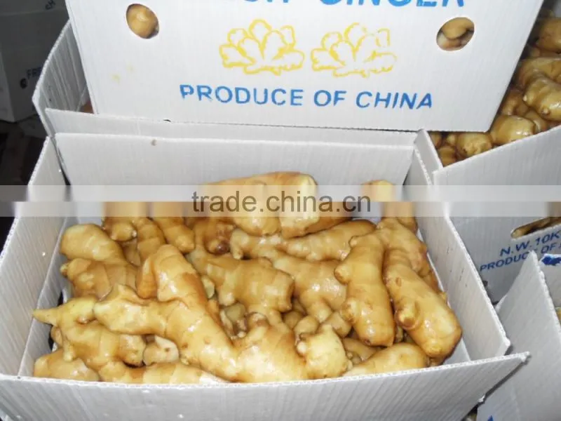 2015 crop Chinese Shandong origin fresh ginger