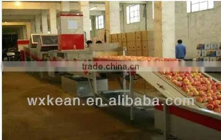 Hot sale high automatic fruit and vegetable cleaning line