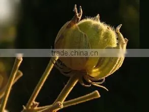 Special herb oil 100 Pure and Natural MUSK SEED Oil Rose-of-Sharon/Shrub-althea