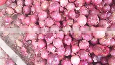 fresh onion export to dubai