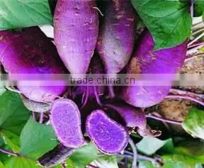 Food Additive Purple Sweet Potato Red Pigment