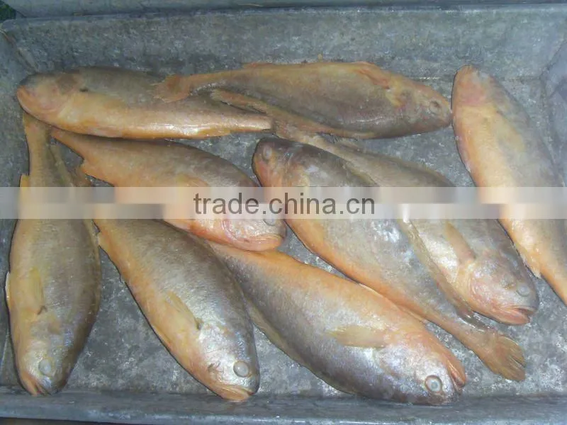 High Quality Of IQF Frozen Yellow Croaker In China