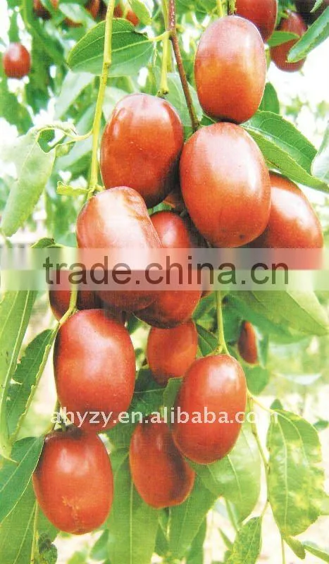 Sell/supply/Chinese Traditional herb menicine/Fructus Ziziphi Jujubae(Da zao)