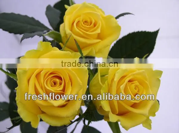 export fresh cut rose flower of yellow rose from china