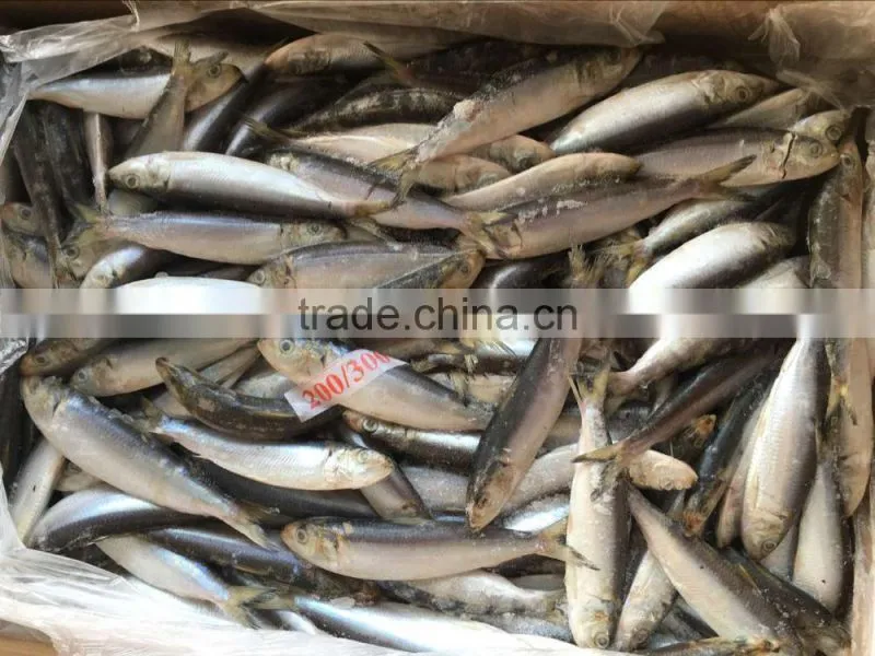 sardine for canning