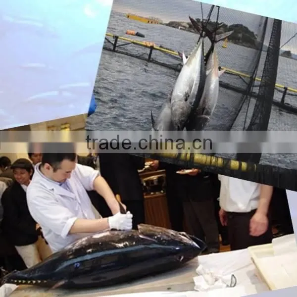 Matuura bluefin tuna is not a frozen fish, it fresh tuna fish.