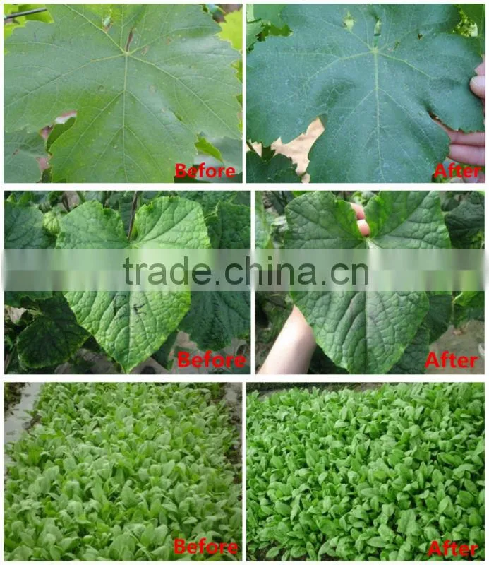 Mg-Power chelated magnesium foliar fertilizer powder