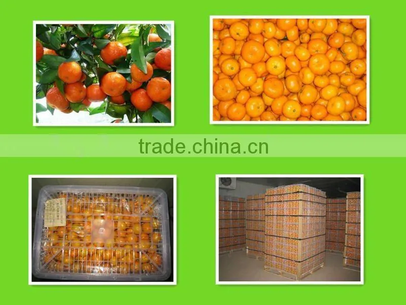 satsuma mandarin