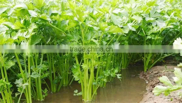 Hot sale IQF celery slice/frozen celery