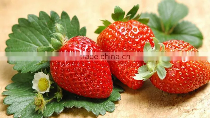 Price For IQF Frozen Strawberry M13, Honey