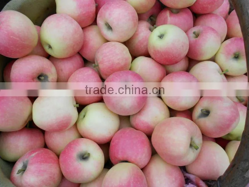 Fresh Apple 2012