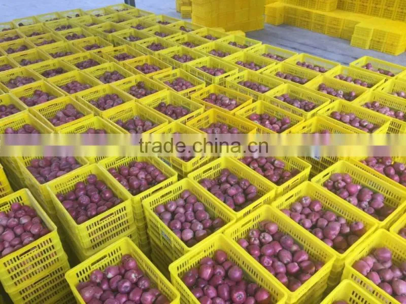 Pome fruit product type and fresh style red delicious apple fresh huaniu apple