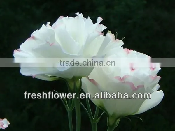 Fresh cut flowers named Eustoma