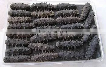 Liquid Nitrogen Fast Freeze Machine for Freezing Sea Cucumber