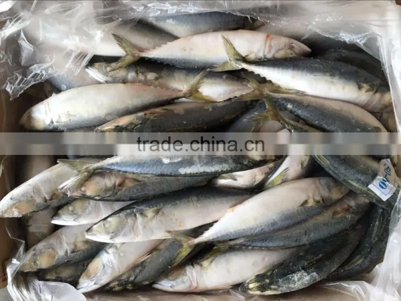 Frozen Pacific Mackerel